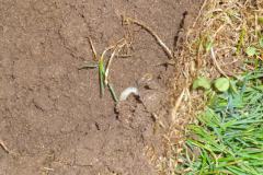 2012_Nematoden