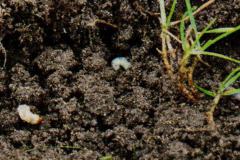 historie_2012_Nematoden